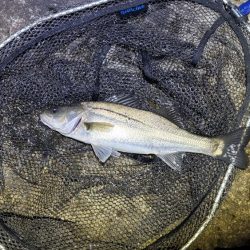 ハネの活性高し!夜でもOK!