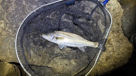 ハネの活性高し!夜でもOK!