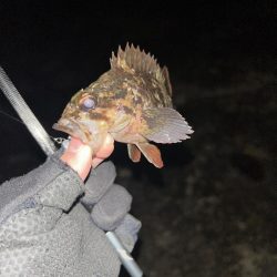 秋田県男鹿市で根魚！