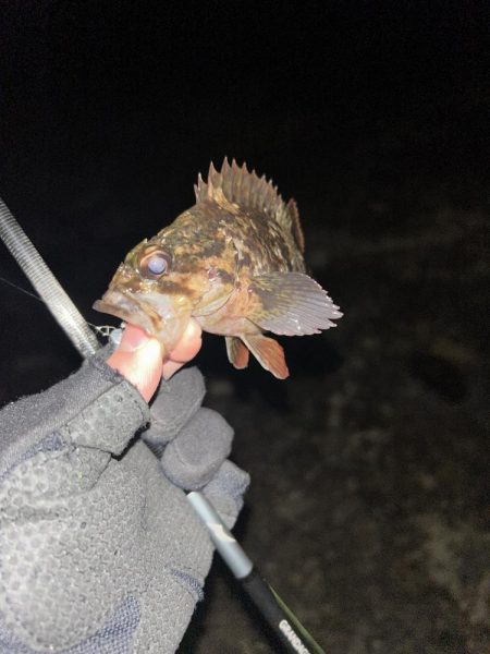 秋田県男鹿市で根魚！