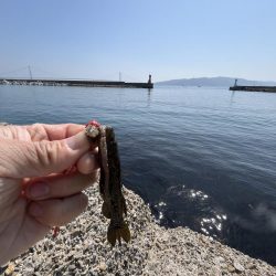 花見カレイ不発