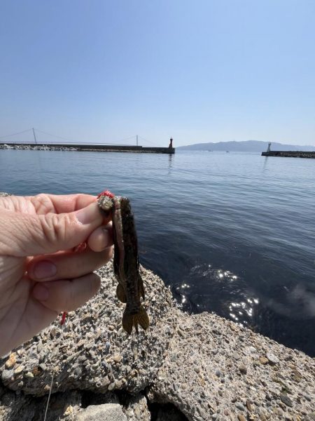 花見カレイ不発