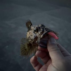 春のガッシー祭り！