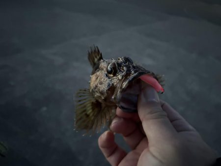 春のガッシー祭り！