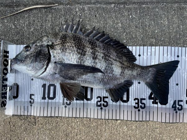 イチノ兄弟、釣果!