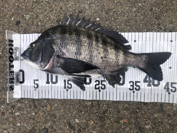 イチノ兄弟、釣果！