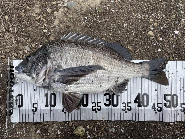 イチノ兄弟、釣果！