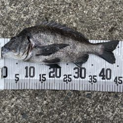 イチノ兄弟、釣果!