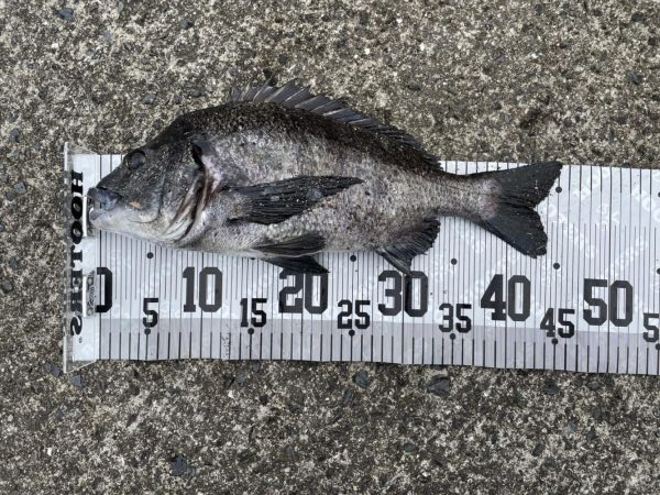 イチノ兄弟、釣果!