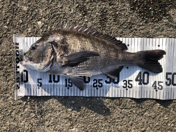 イチノ兄弟、釣果!