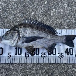 イチノ兄弟、釣果！