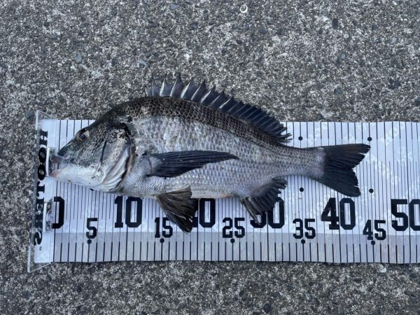 イチノ兄弟、釣果！