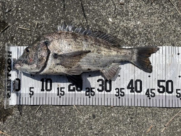 イチノ兄弟、釣果!