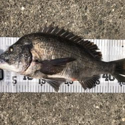 イチノ兄弟、釣果！