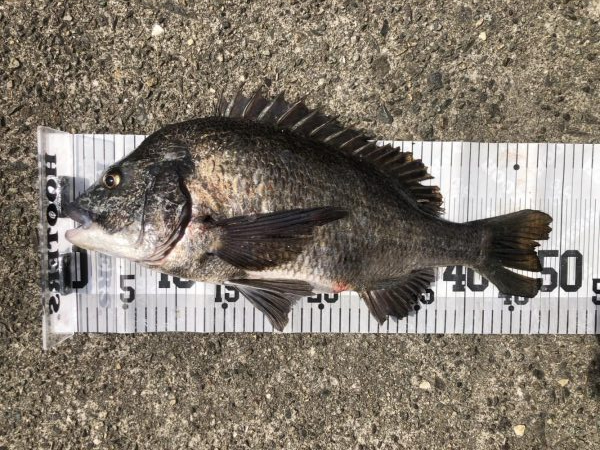 イチノ兄弟、釣果！