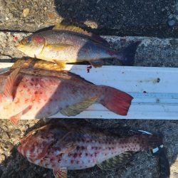 和歌山市江(吉丸渡船)で磯フカセ