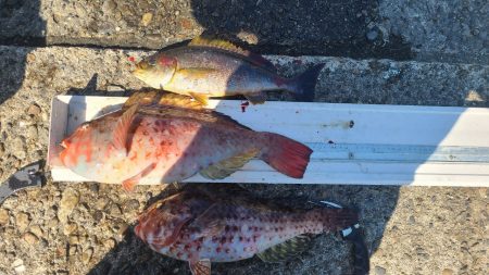 和歌山市江（吉丸渡船）で磯フカセ