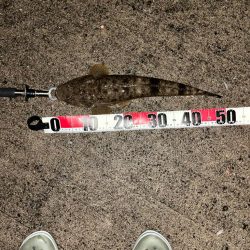 ひさびさの夜釣り