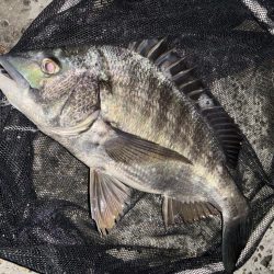 ヘチってきました