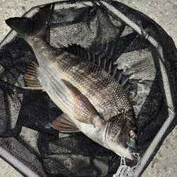 ヘチってきました