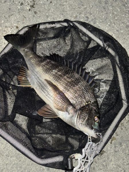 ヘチってきました