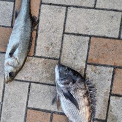 ちぬのノッコミ中！