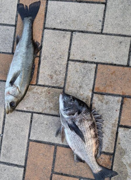 ちぬのノッコミ中！