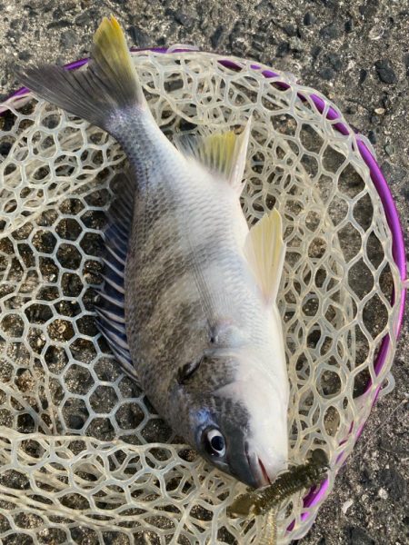 夕方2時間チニング！