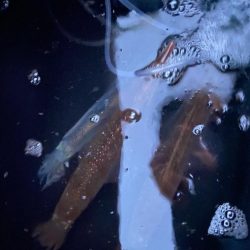 良型ヤリイカでお土産確保