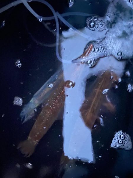 良型ヤリイカでお土産確保