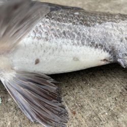 エビ撒き　チヌ好調です♪