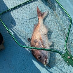 ダイソージグで根魚