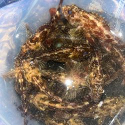 ガシラばっかり