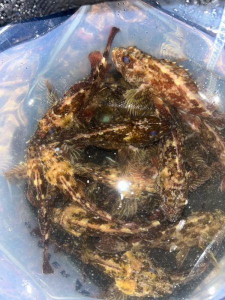 ガシラばっかり