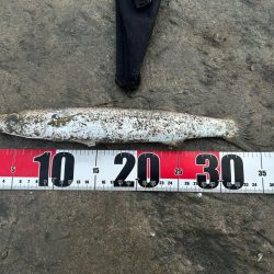 朝まずめカマス