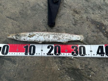 朝まずめカマス