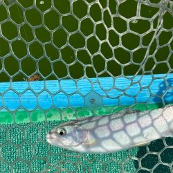 ラストトラウト