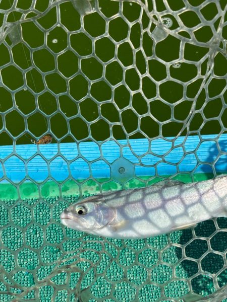 ラストトラウト