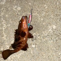 久しぶりの釣果で五目達成