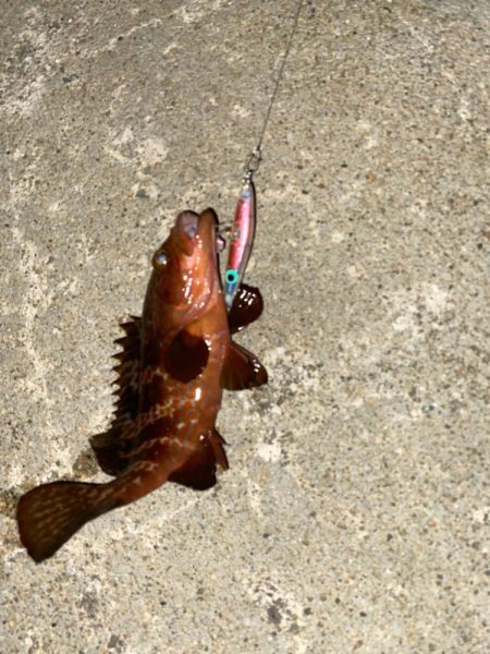 久しぶりの釣果で五目達成