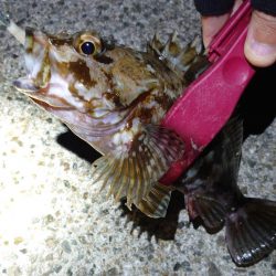 西二見でメバリング