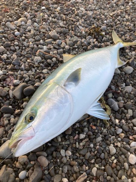 朝マズメの泳がせ釣りで84cmのブリGET