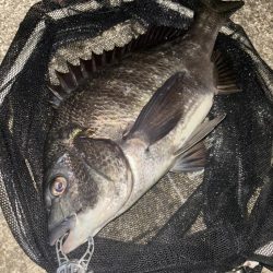 ヘチってきました