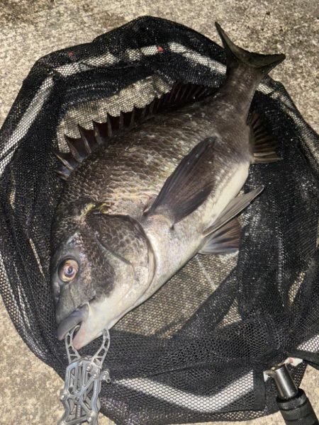 ヘチってきました