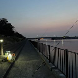 花見ガレイを狙いに