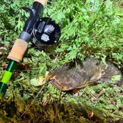 私も2025年、ナマズ開幕しました！！