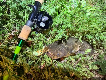 私も2025年、ナマズ開幕しました！！