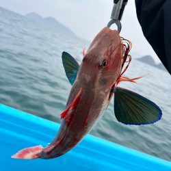 和歌山にタイラバ〜