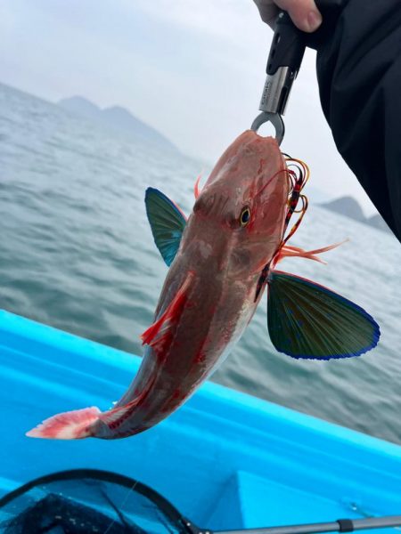 和歌山にタイラバ〜