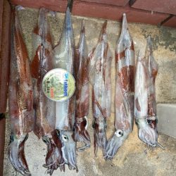 ヤリイカ終盤かな？